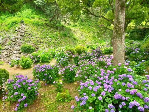 Fototapeta Naklejka Na Ścianę i Meble -  和歌山県の観光名所、史跡和歌山城の庭園に咲くアジサイの花が美しい日本の梅雨の自然風景（コピースペースあり）