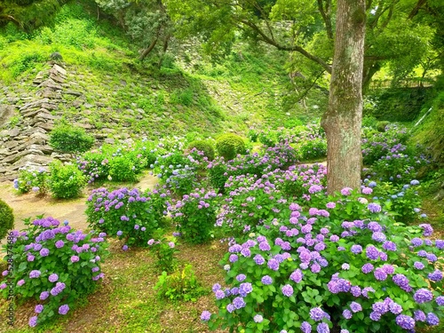 Fototapeta Naklejka Na Ścianę i Meble -  和歌山県の観光名所、史跡和歌山城の庭園に咲くアジサイの花が美しい日本の梅雨の自然風景（コピースペースあり）
