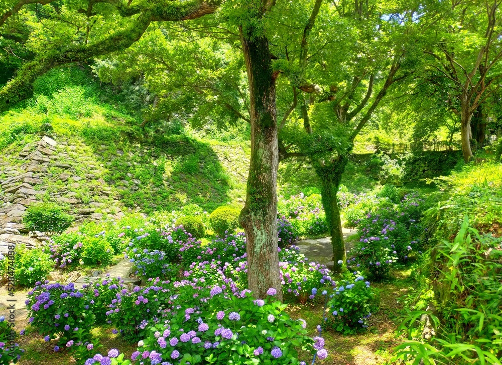 和歌山県の観光名所、史跡和歌山城の庭園に咲くアジサイの花が美しい日本の梅雨の自然風景（コピースペースあり）