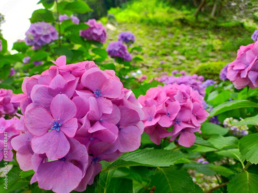和歌山県の観光名所、史跡和歌山城の日本庭園に咲くアジサイの花のアップが美しい日本の梅雨の自然風景（コピースペースあり）