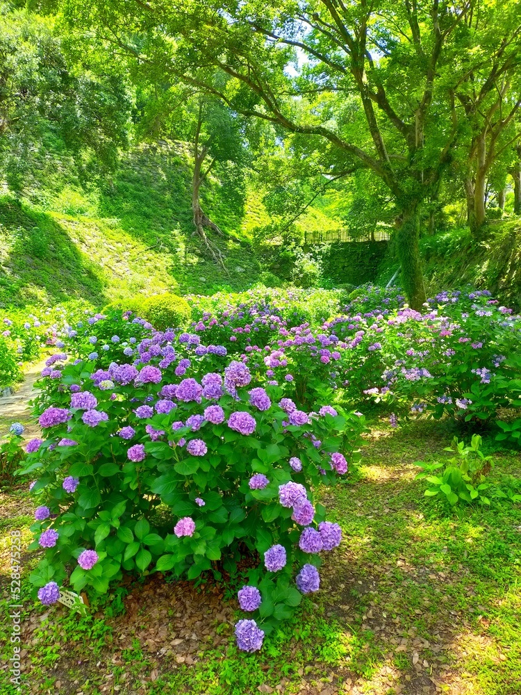 Fototapeta premium 和歌山県の観光名所、史跡和歌山城の庭園に咲くアジサイの花が美しい日本の梅雨の自然風景（コピースペースあり）