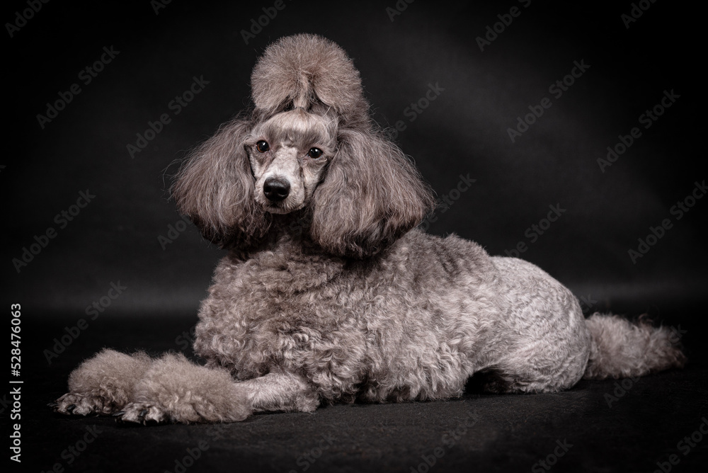 portrait of the grey Poodle Dog