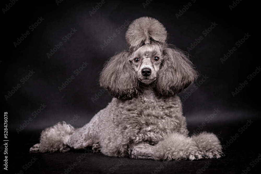 portrait of the grey Poodle Dog portrait of the grey Poodle Dog