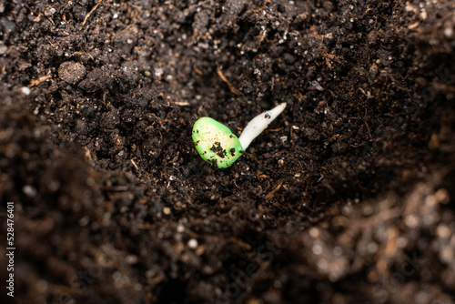 Growing peppers from seeds. Step 3 - planting in the ground.