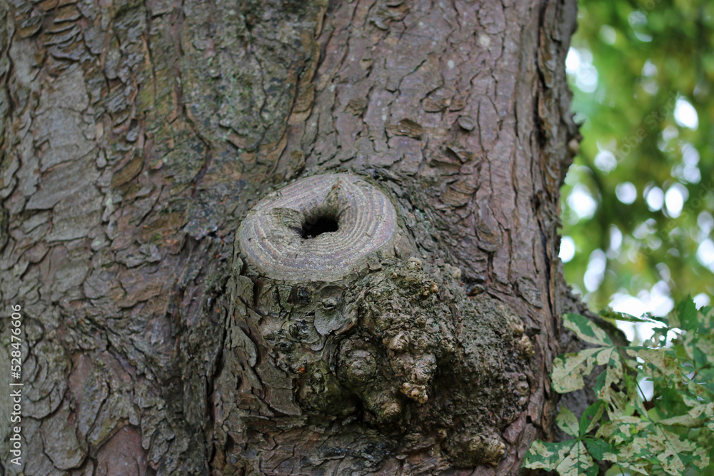 Obraz premium Horse chestnut tree surgery branch pruning trunk wound scar