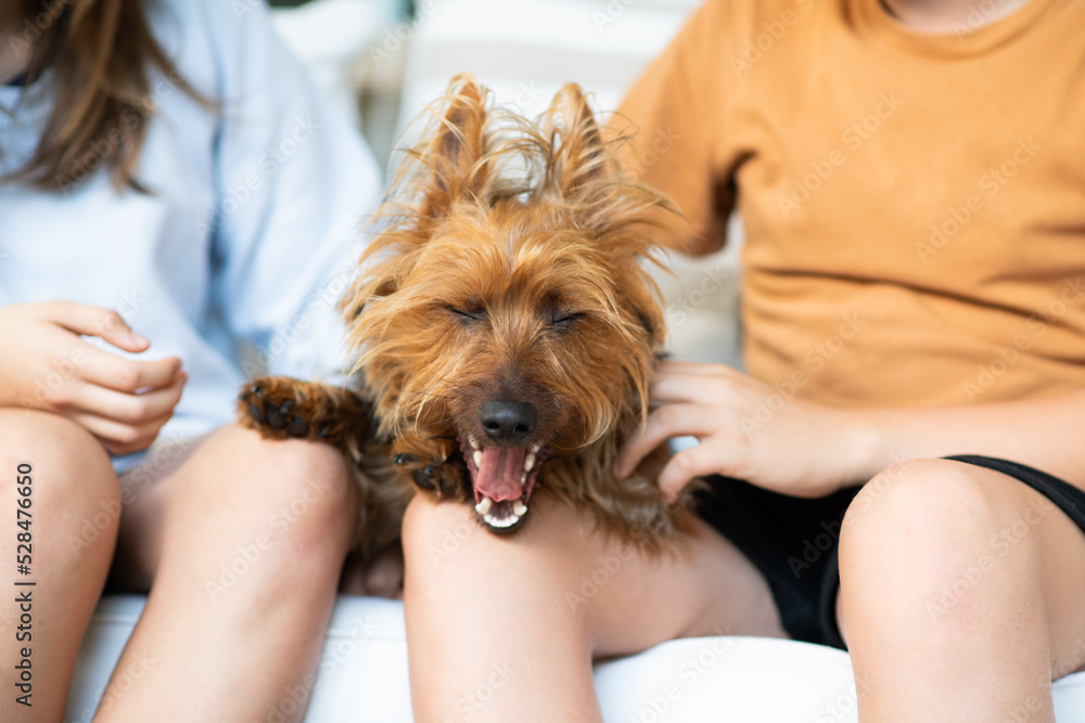 dog making funny expression