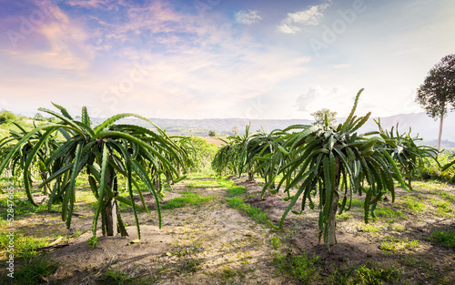 Dragon fruit on plant, Raw Pitaya fruit on tree, A pitaya or pitahaya is the fruit of several cactus species. This is the landscape of dragon fruit plantation in the Thailand.