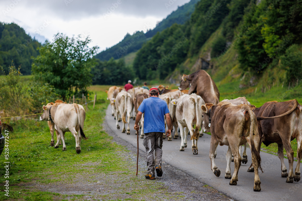 Obraz premium farmer with cows in Gental