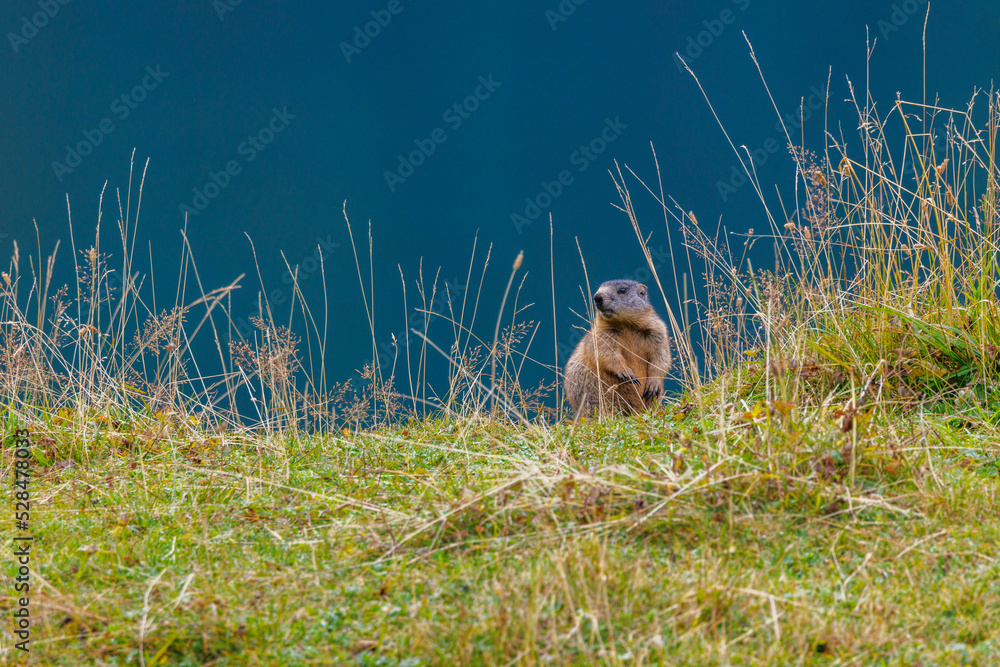 young marmot (marmota marmota) at Engstlensee in the Bernese Highlands young marmot (marmota marmota) at Engstlensee in the Bernese Highlands