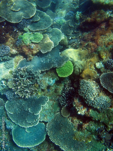 Murais de parede Colorful array of corals growing on a reef at Great Keppel Island, Queensland, A
