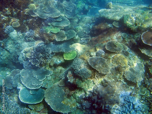 Billede på lærred Colorful array of corals growing on a reef at Great Keppel Island, Queensland, A