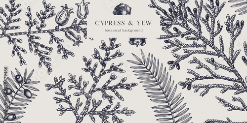 Christmas background. Vector frame with hand drawn conifers sketch - cypress and yew. Vintage design for Christmas decoration. Winter trees and evergreen plants botanical illustration