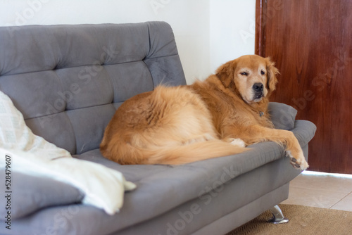 Cachorro da raça golden retriever dormindo em cima do sofá. photo
