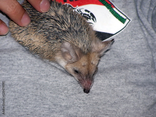 Baby hedgehog being held on a Forward Operating Base outside of Baghdad, Iraq, during Operation Iraqi Freedom photo