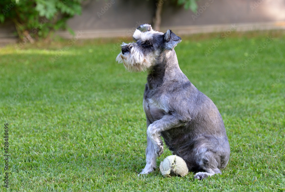 Miniature Schnauzer dog