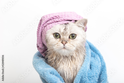 Funny wet white cat, after bathing, wrapped in a blue towel in a violet cap on his head
