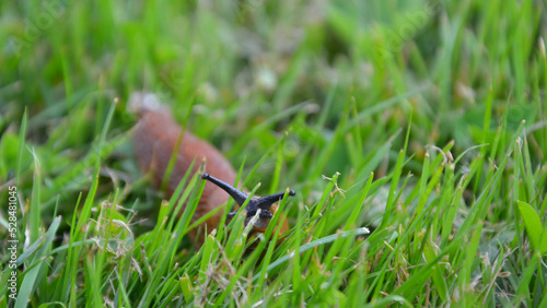 The Spanish slug (Arion vulgaris, known as Arion lusitanicus) is an air-breathing land slug without shell. Snail hidden in the grass, selective focus