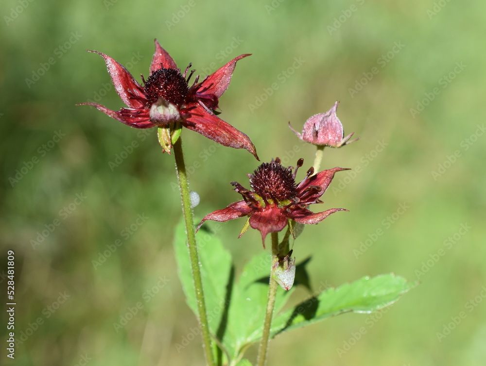 Marsh cinquefoil Potentilla palustris red flowers closeup Marsh cinquefoil Potentilla palustris red flowers closeup