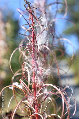 seed from a fireweed plant Chamerion angustifolium spreading by wind photo