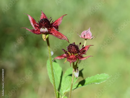 Fotografía Marsh cinquefoil Potentilla palustris red flowers closeup