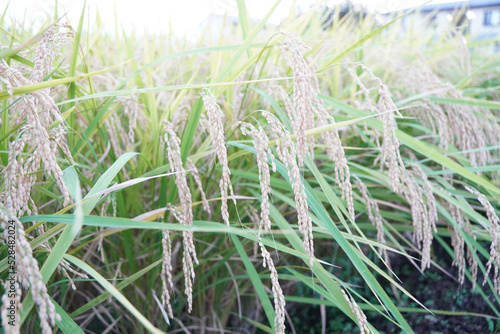 稲/稲刈り/田んぼ/田　2