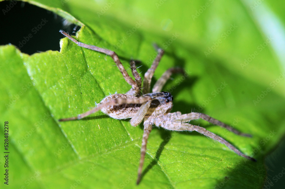 クモの仲間　畑にて　9月上旬