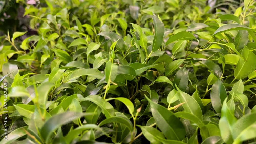 Green Plants In The Store Slider Shot