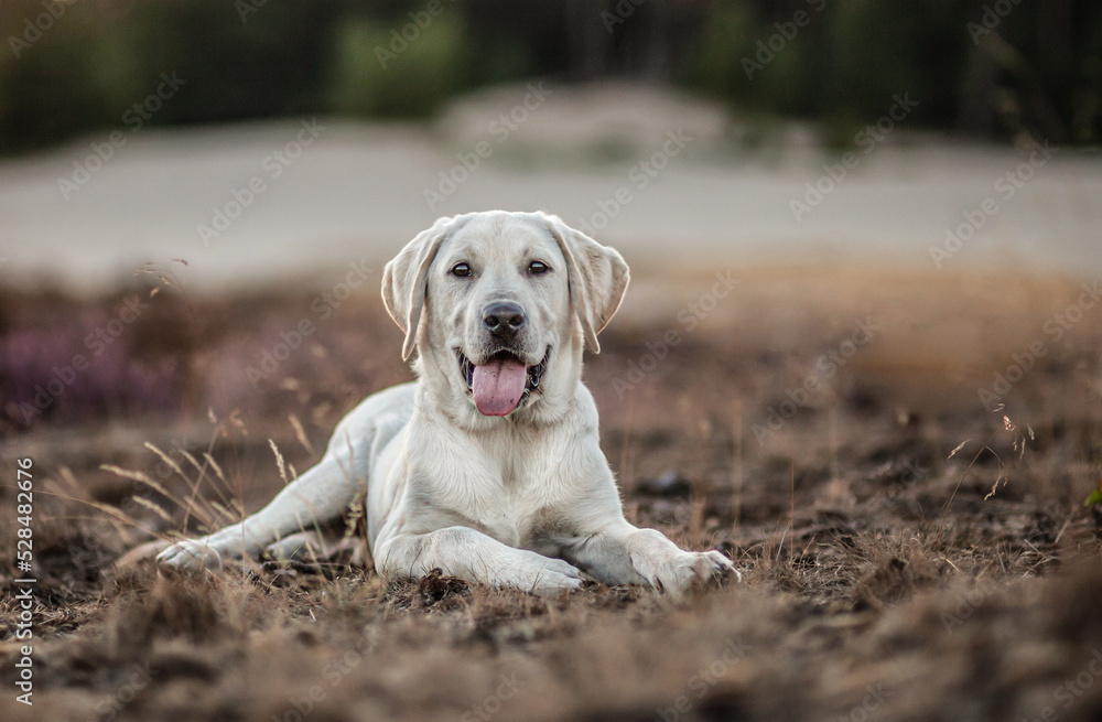 Blond labrador pup during sunset outside Blond labrador pup during sunset outside