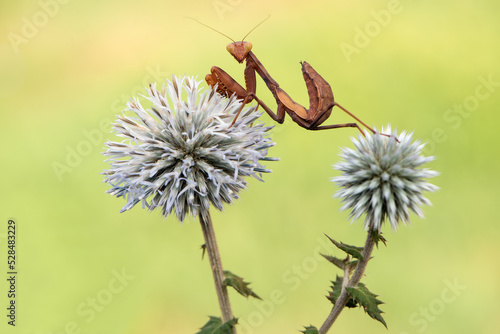 Wallpaper Mural Insect Mantis religiosa sits on  plant Echinops sphaerocephalus Torontodigital.ca