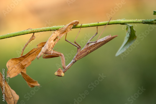 Wallpaper Mural Insect Mantis religiosa sits on autumn plant Torontodigital.ca
