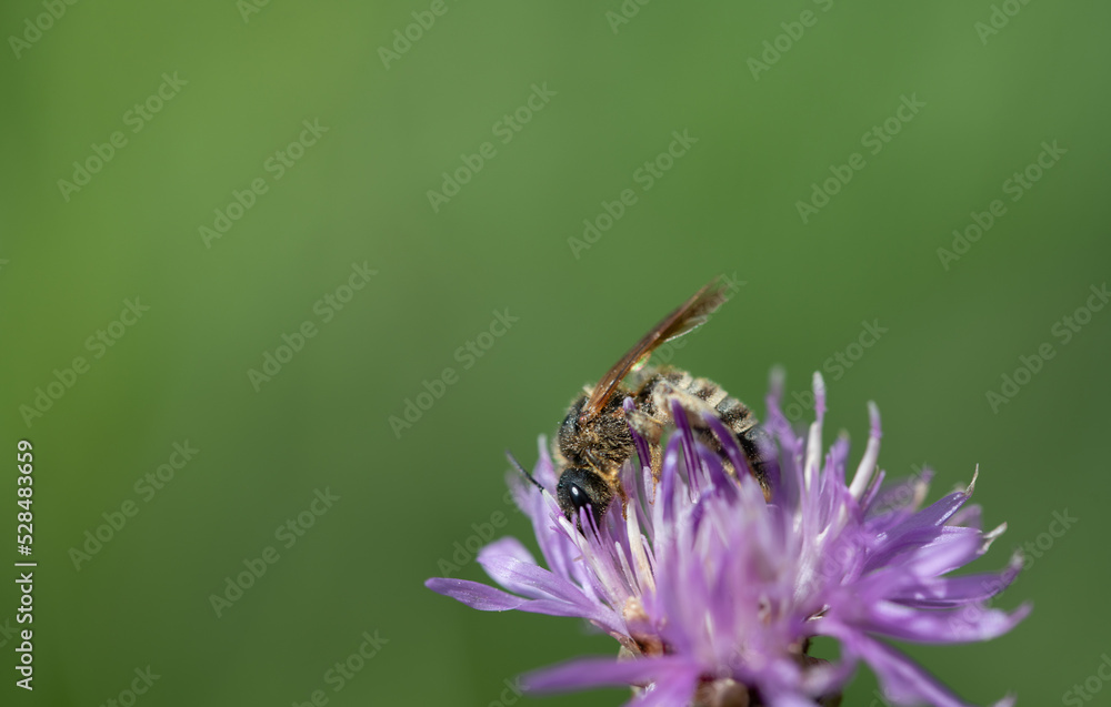 Close-up of a small wild bee against the light. The bee is looking for food and pollen on a purple wildflower. There is space for text.