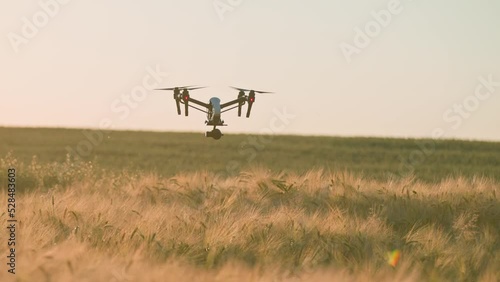 Quadcopter flying above wheat field, mapping during harvest in summer. Shooting of drone in agriculture. Farmland, out of town. Outdoor. Daytime, sunshine