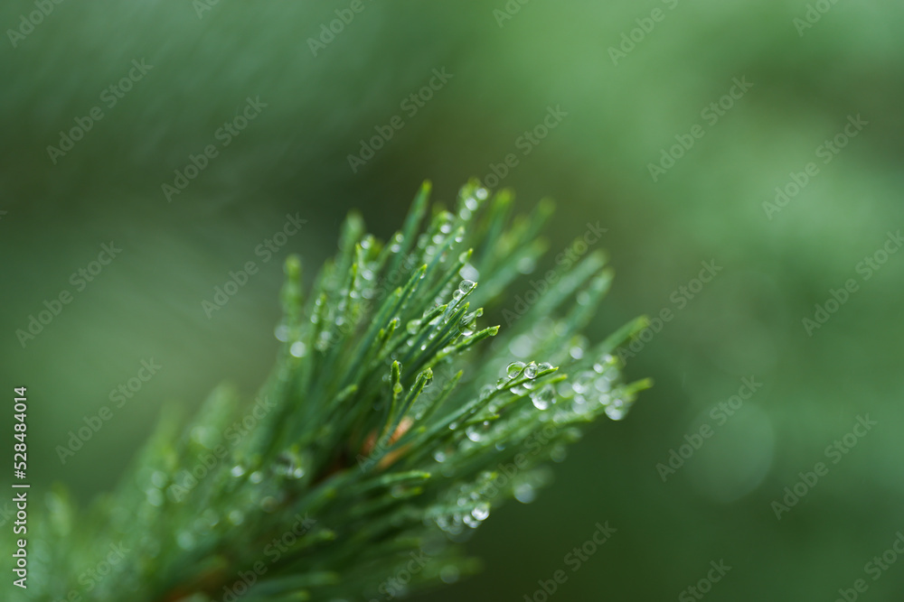 Macro closeup view of raindrops on spruce fir tree branches. Nature details photography.