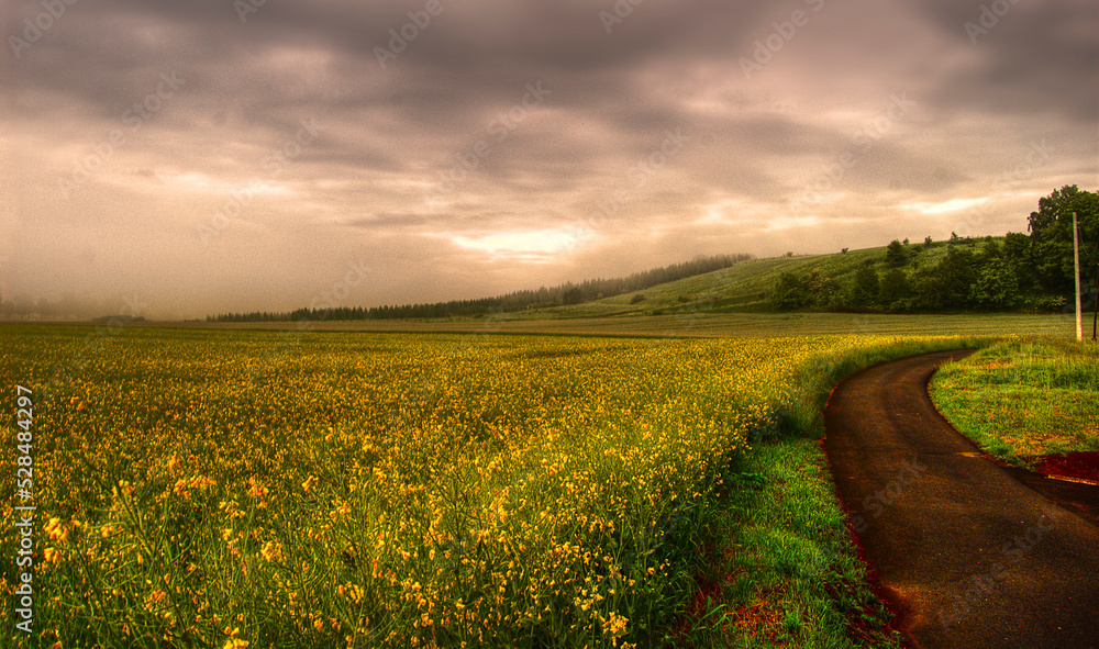 Obraz premium road in the field