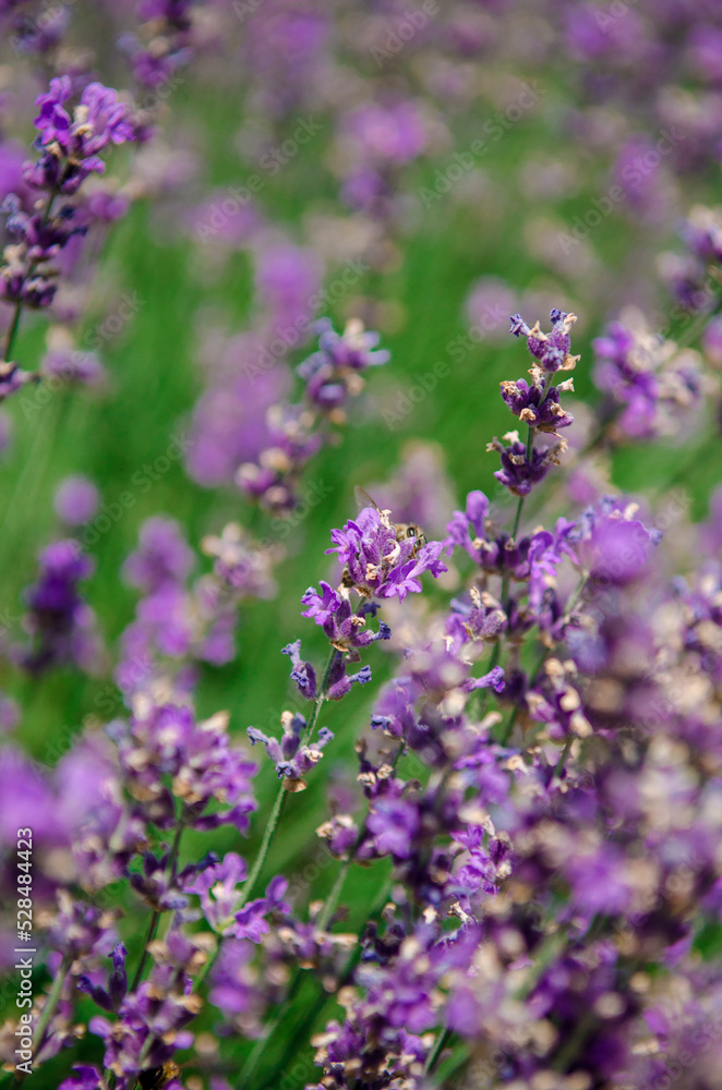 Violet background for postcards, with blooming lavender under the rays of the sun, summer picture Violet background for postcards, with blooming lavender under the rays of the sun, summer picture