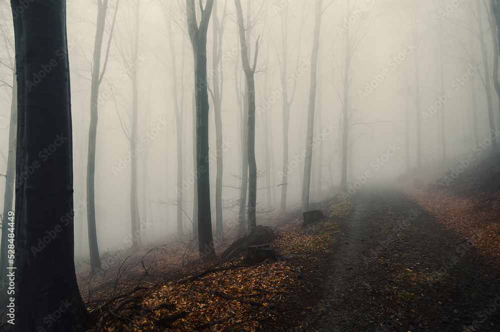 Obraz premium morning in the forest