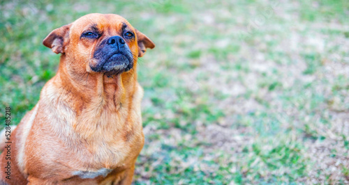 Funny head shot of cute crossbreed brown pug dog sitting and smiling happily, standing facing front. Looking curious towards camera.