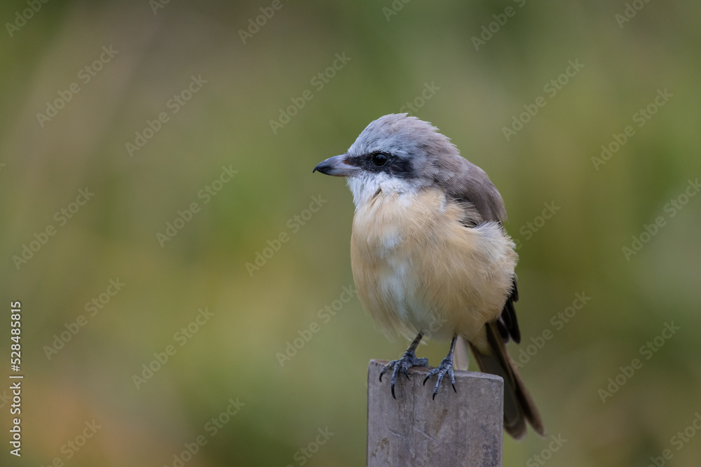 Brown shrike standing on a bamboo stump. Brown shrike standing on a bamboo stump.