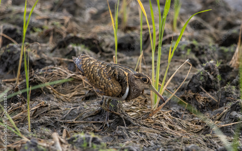  greater painted-snipe on the ground (Animal Portrait)