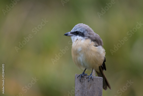  Brown shrike standing on a bamboo stump.