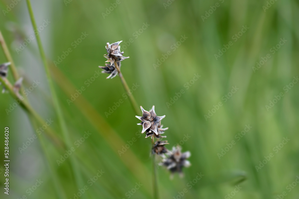 Prickly sedge