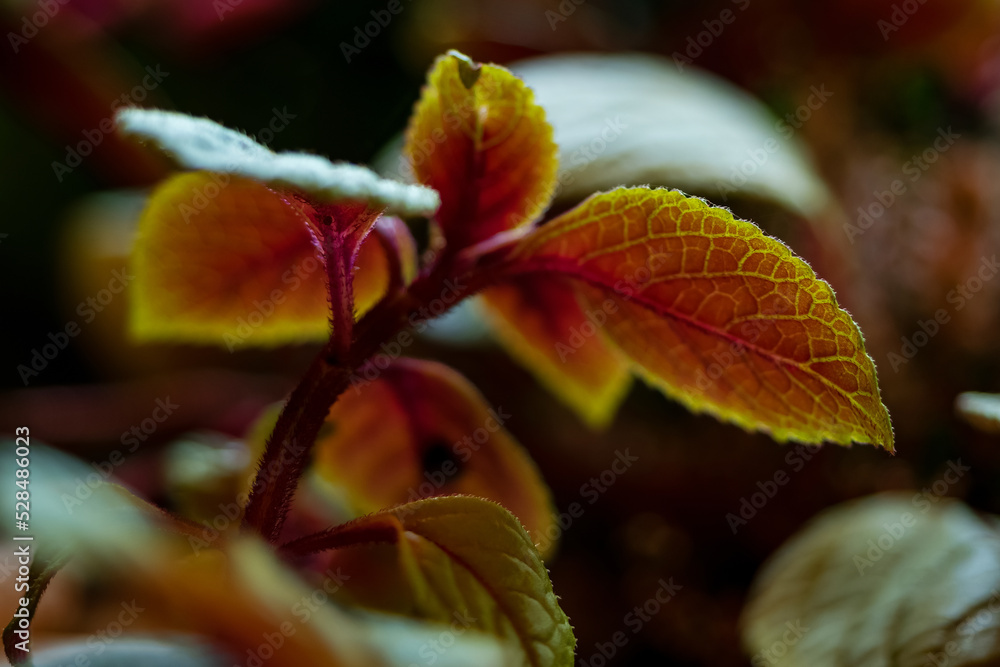 moon valley plant or pilea mollis red leaf. deep moody autumn season colors moon valley plant or pilea mollis red leaf. deep moody autumn season colors