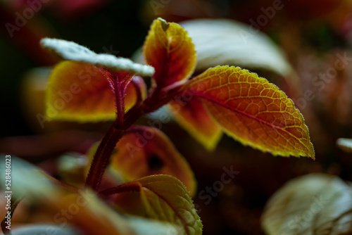 moon valley plant or pilea mollis red leaf. deep moody autumn season colors