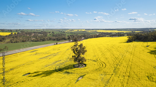 Aerial image of a tree, beautiful canola fields and blue sky in York, Western Australia