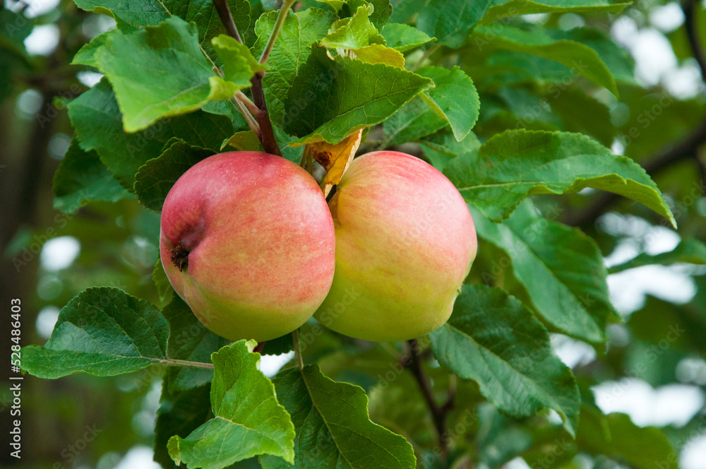 ripe apples on the tree. juicy fruits in the garden. sweet apples on the background of the garden. fruit growing concept ripe apples on the tree. juicy fruits in the garden. sweet apples on the background of the garden. fruit growing concept
