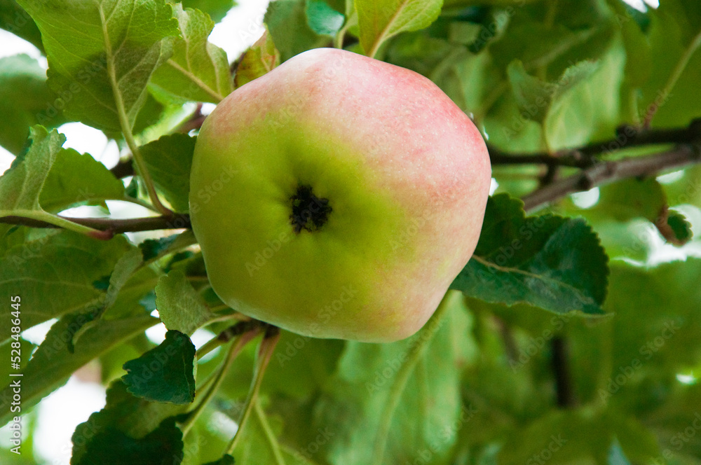 ripe apples on the tree. juicy fruits in the garden. sweet apples on the background of the garden. fruit growing concept ripe apples on the tree. juicy fruits in the garden. sweet apples on the background of the garden. fruit growing concept