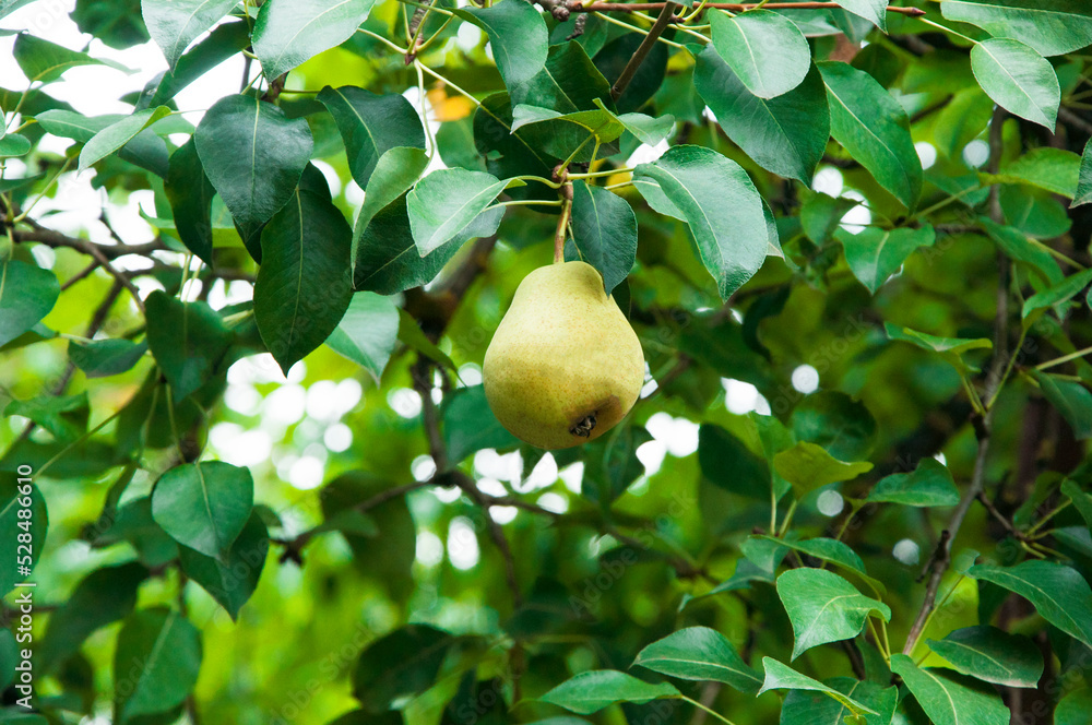 ripe pears on the tree. juicy fruits in the garden. sweet pears on the background of the garden. fruit growing concept