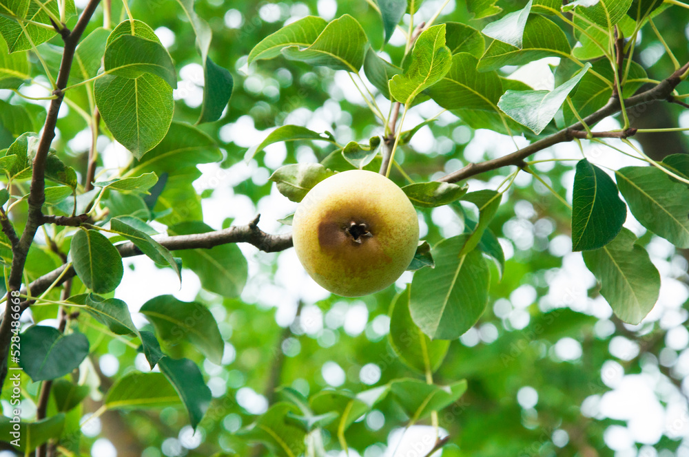 ripe pears on the tree. juicy fruits in the garden. sweet pears on the background of the garden. fruit growing concept