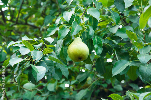 ripe pears on the tree. juicy fruits in the garden. sweet pears on the background of the garden. fruit growing concept