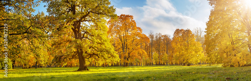 Beautiful view of the meadow with trees on it in autumnal park in sunny day.